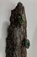 Puut, joissa sielut lepäävät